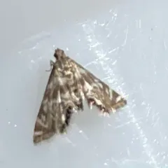 Canadian Petrophila thumbnail 3
