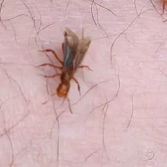 Murphy's Citronella Ant thumbnail 4
