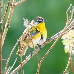 Yellow-breasted Chat thumbnail 4