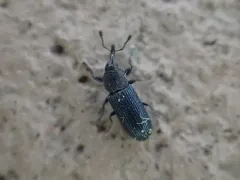 Toadflax stem weevil thumbnail 4