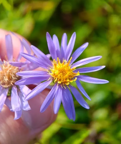 purple wood aster