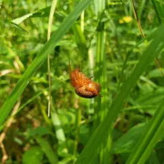 Araneus iviei thumbnail 3