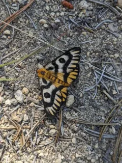 Nuttall's Sheep Moth thumbnail 4