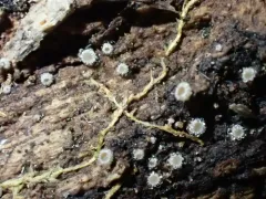 Lasiobelonium corticale thumbnail 2