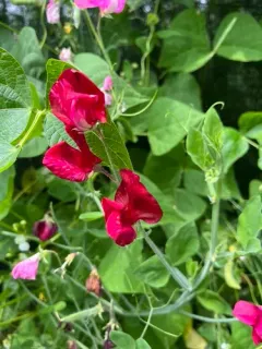 Sweet pea thumbnail 1