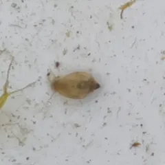 Acute Bladder Snail thumbnail 2