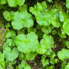 elkslip marsh-marigold thumbnail 3