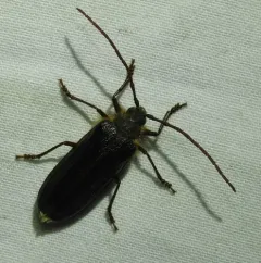 Hairy Pine Borer thumbnail 2