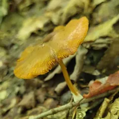 Pretty Pinkgill thumbnail 4