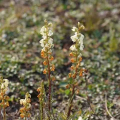 curved-beak lousewort thumbnail 3