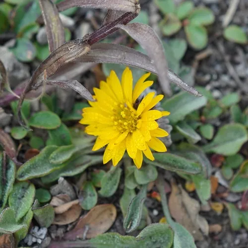 Alpine Yellow Fleabane
