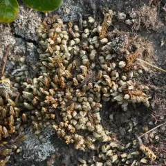 Rocky Mountain Spikemoss thumbnail 3