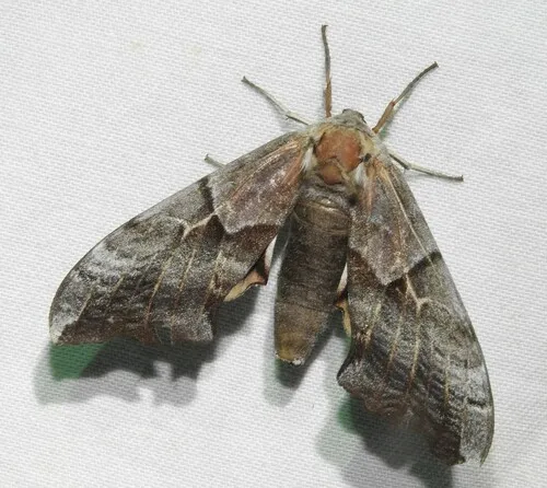 Smerinthus astarte