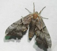 Smerinthus astarte thumbnail 1