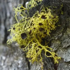Brown-eyed Wolf Lichen thumbnail 4