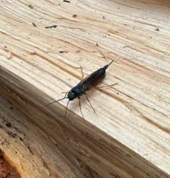Sirex abietinus thumbnail 3