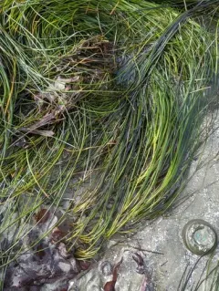 Torrey's Surfgrass thumbnail 3