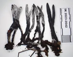 Xylaria cornu-damae thumbnail 2
