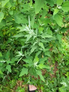 Fig-leaved Goosefoot thumbnail 3