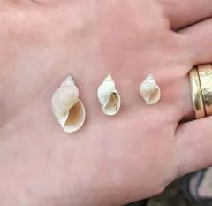 Woodland Pondsnail thumbnail 4