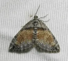 Formosa Carpet Moth thumbnail 3