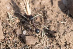Andre's Harvester Ant thumbnail 3