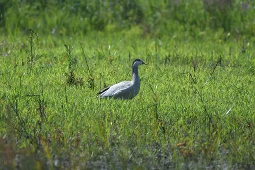 Bar-headed Goose