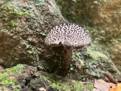 Strobilomyces confusus thumbnail 2