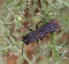 Stizoides renicinctus thumbnail 3