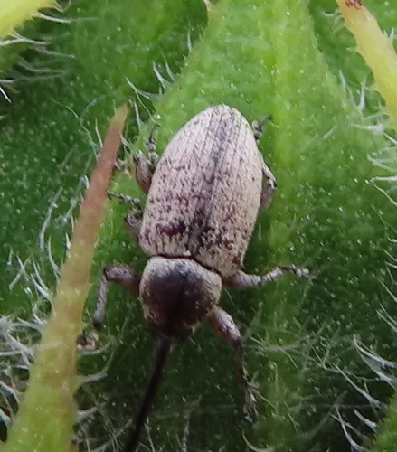 Gray Sunflower Seed Weevil