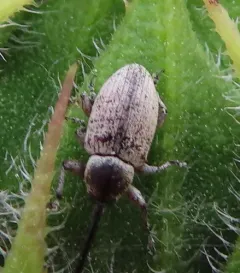 Gray Sunflower Seed Weevil thumbnail 1
