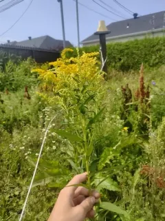 big-toothed Canada goldenrod thumbnail 2
