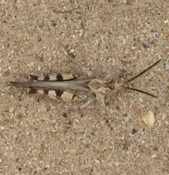 Longhorn Band-wing Grasshopper thumbnail 3