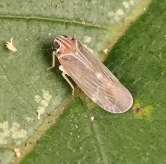 Synecdoche impunctata thumbnail 4
