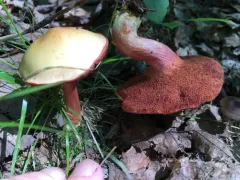Chalciporus pseudorubinellus thumbnail 2