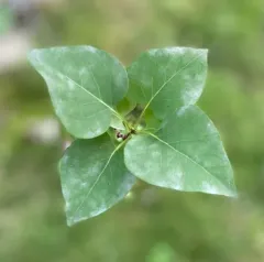 Erysiphe syringae thumbnail 2