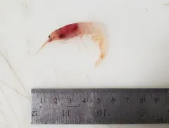 Arctic red prawn thumbnail 2