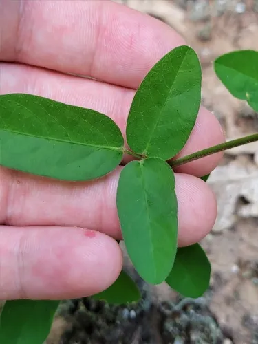 Stiff Ticktrefoil