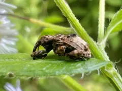 Butternut Curculio thumbnail 3