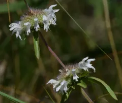 Plains Beebalm thumbnail 4