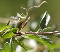 Alderleaf Mountain Mahogany thumbnail 4