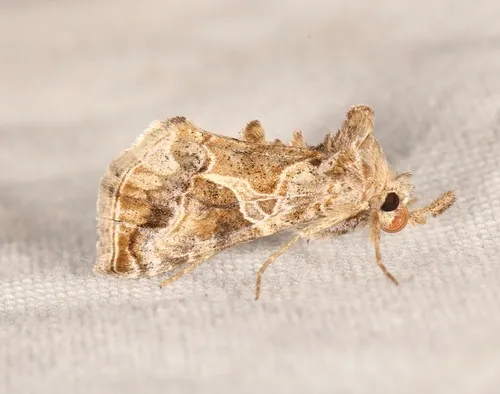 Polychrysia morigera