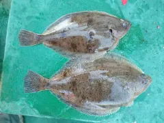 American Plaice thumbnail 4