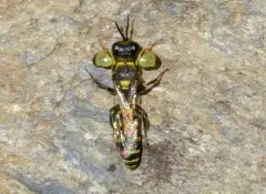 Crabro florissantensis thumbnail 2