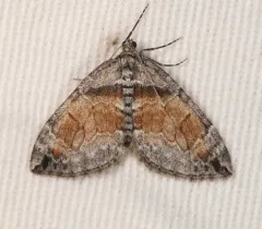 Formosa Carpet Moth thumbnail 1