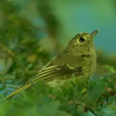 Hutton's Vireo thumbnail 4