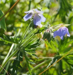 Meadow Crane's-bill thumbnail 2