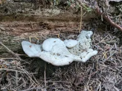 Calcipostia guttulata thumbnail 2