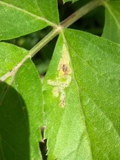 Phytomyza pastinacae thumbnail 2