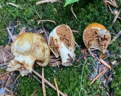 Cortinarius pinguis thumbnail 3